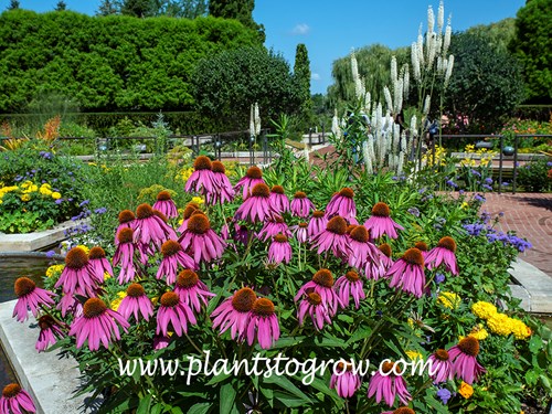 Showoff Coneflower (Echinacea)